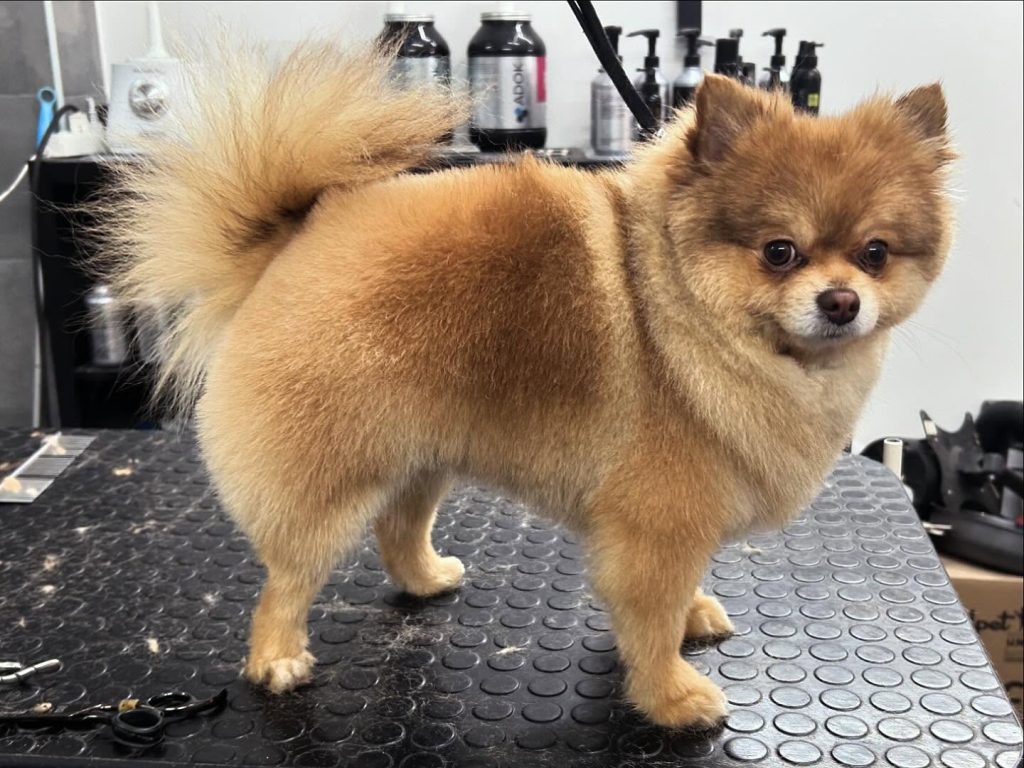 Servizio di toelettatura per cani a Catania presso ZooUp Store