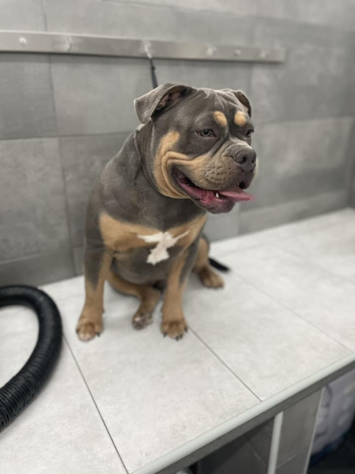 Toelettatura professionale cane Catania